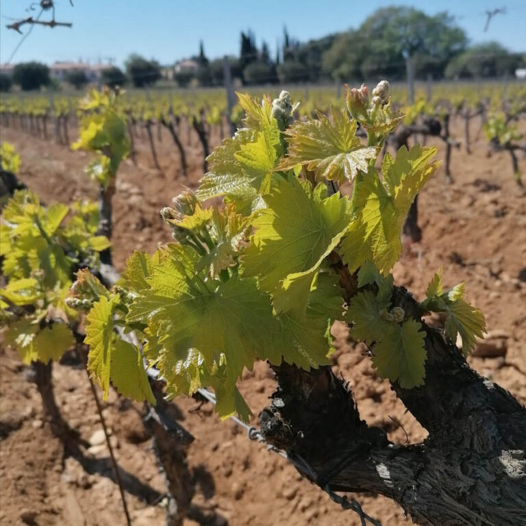 Les vignes du Domaine Pieracci à Saint-Cyr-sur-Mer